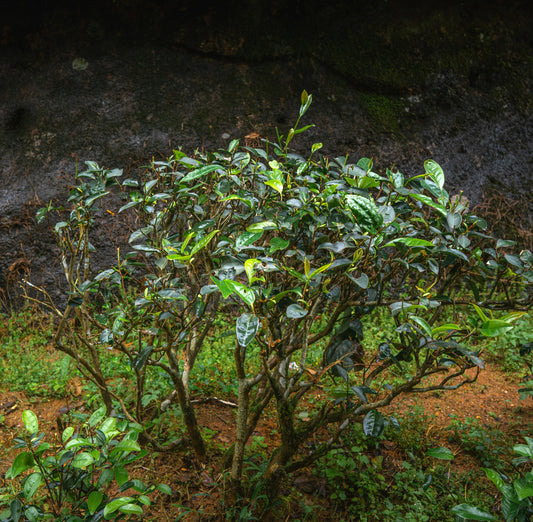 Wuyi rock oolong tea trees