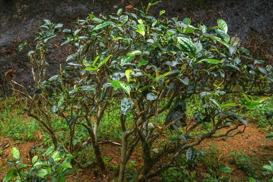 What is Wuyi Rock Oolong Tea?