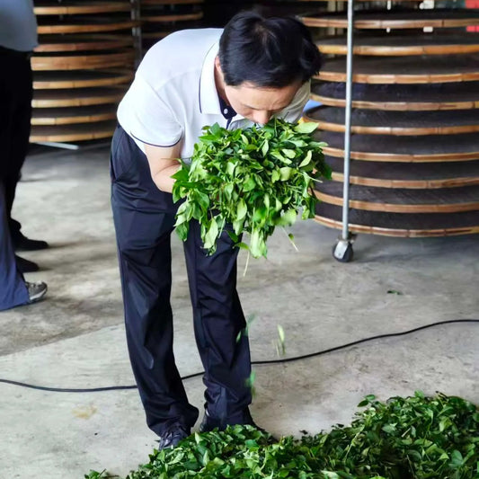 Person holding a bunch of green leaves in an outdoor setting with stacked wooden barrels in the background.