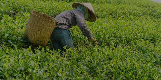 Plucking tea leaves in Rooteas tea farm