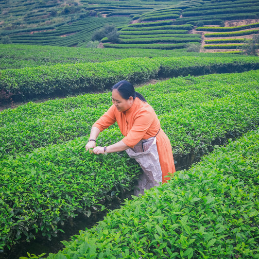 Rooteas jasmine tea maker