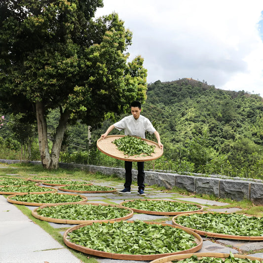 Rooteas oolong tea maker