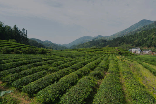 Rooteas tea farm in Wuyi Mountain