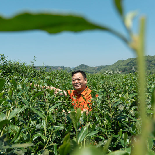 Rooteas white tea maker