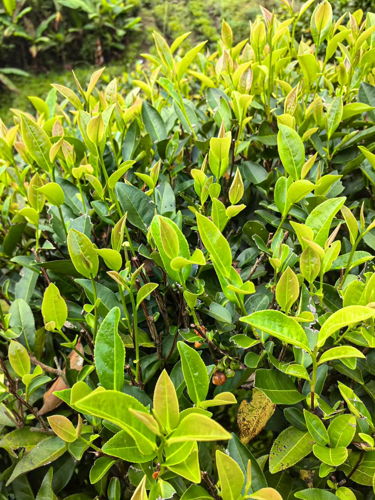 Southern Fujian Oolong