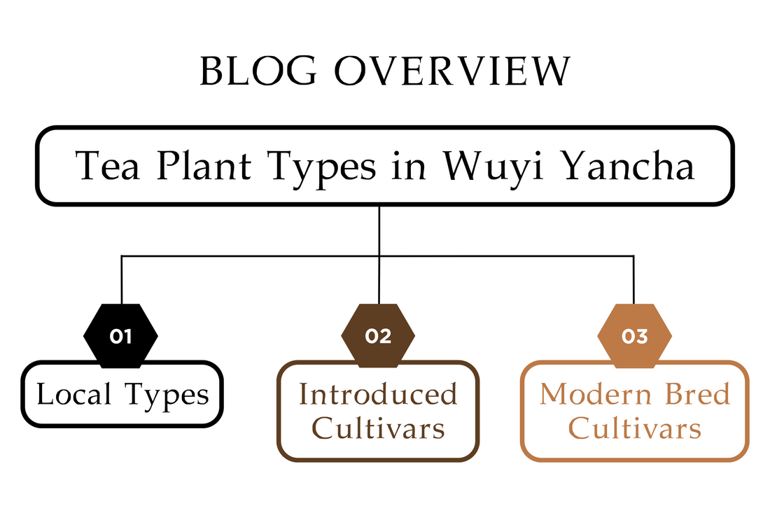 Tea Plant Types in Wuyi Yancha