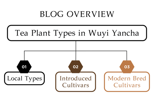 Tea Plant Types in Wuyi Yancha