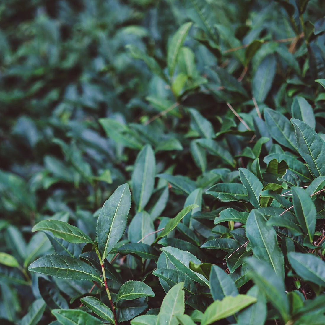 The Four Famous Bushes of Wuyi Rock Tea & Their Legends