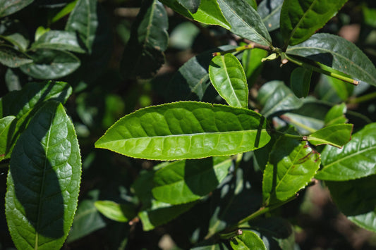 The Four Famous Bushes of Wuyi Rock Tea & Their Legends
