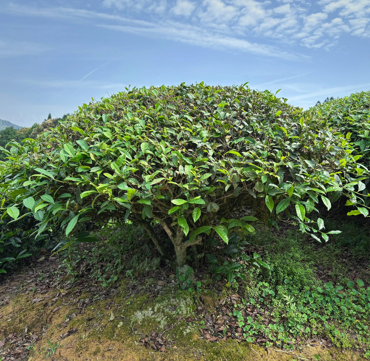 Wuyi Rock Oolong Tea
