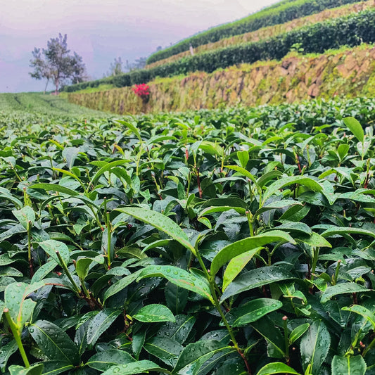 Alishan oolong tea trees in a Taiwan tea farm