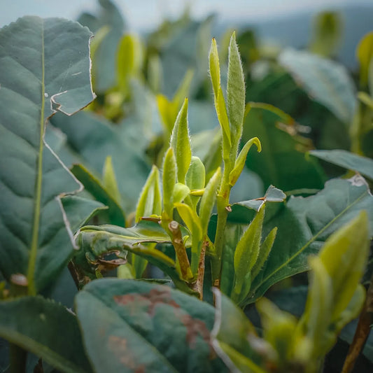 Fuding white peony white tea