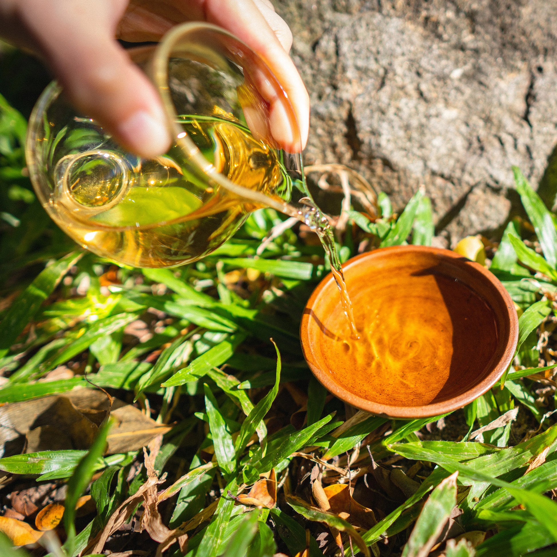 Hand pouring rooteas autumn dew white tea soup from a glass into a small brown cup on grass