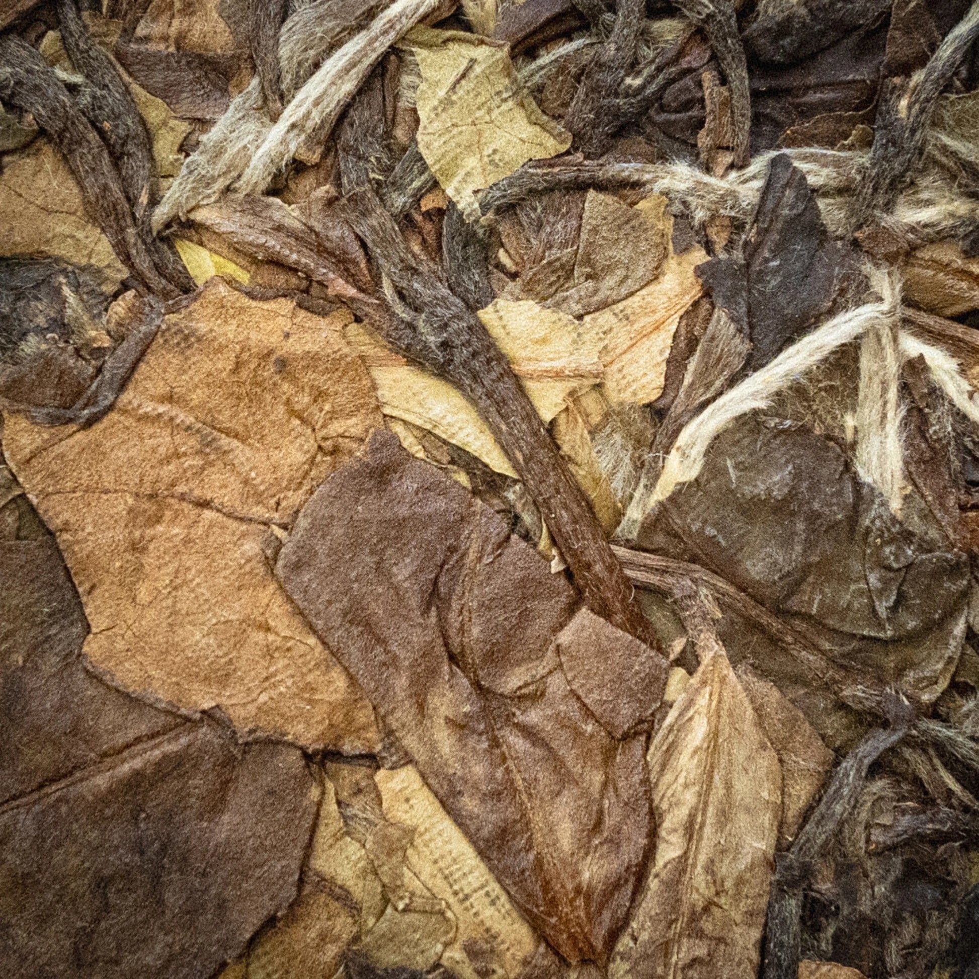 Close-up of rooteas bear's bait aged white tea cake dried tea leaves with brown and beige hues