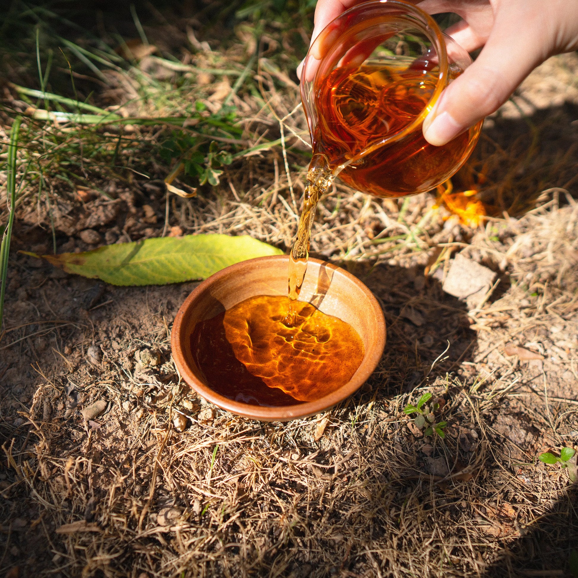 Hand pouring rooteas aged white tea soup from a glass jar into a small tea cup on a natural background