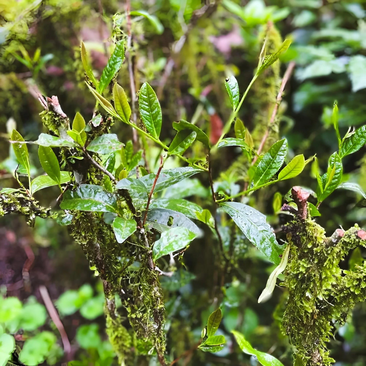 Wuyi Black Tea